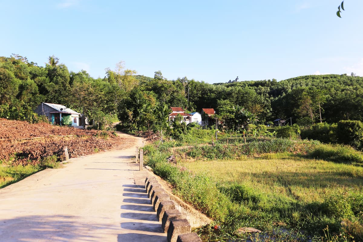 Central Vietnam district turns red with ripening Burmese grapes