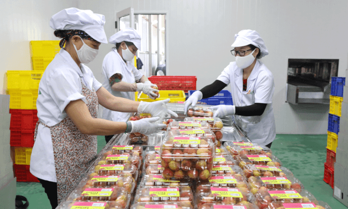 Goldman Sachs forecasts 8.1 pct GDP growth for Vietnam