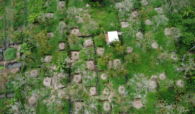 Salinity intrusion threatens quarter of Mekong Delta orchards