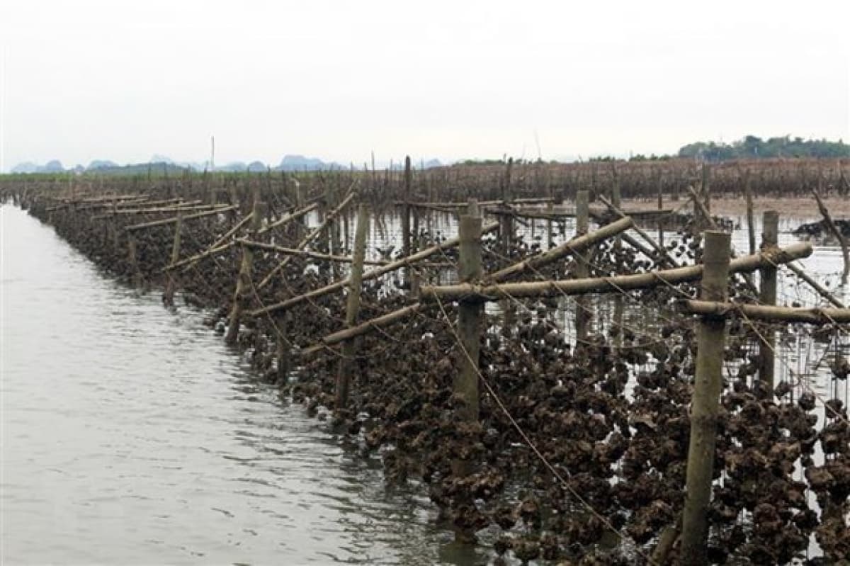 New coastal economic zone set up in Quang Ninh