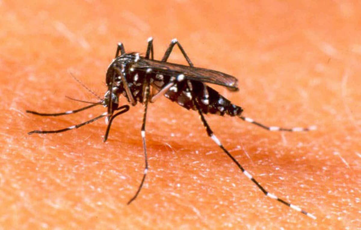Sharp rise in dengue fever cases nationwide