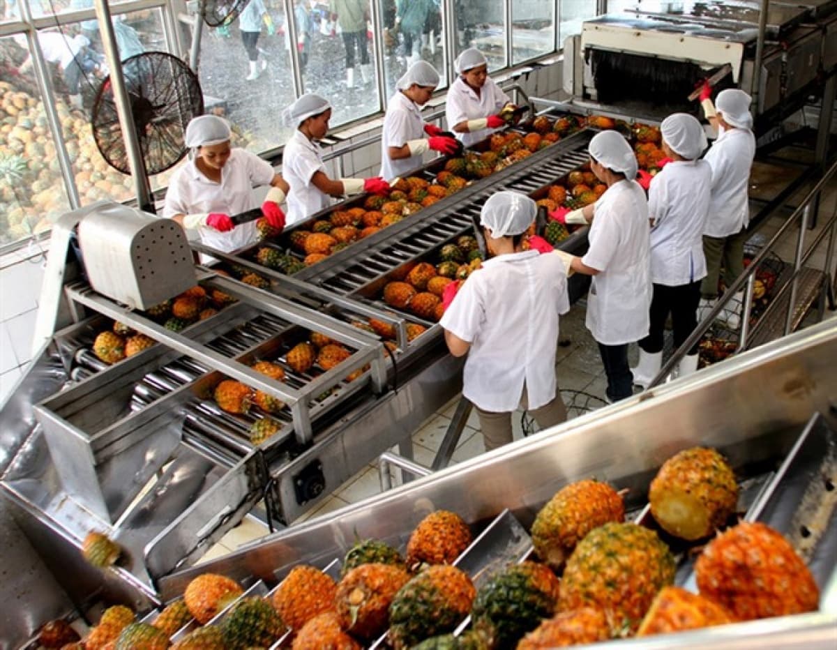 Vietnam, Netherlands seek to boost trading in fruits, vegetables