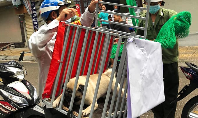 Hanoi district dog squads to nip rabies in the bud