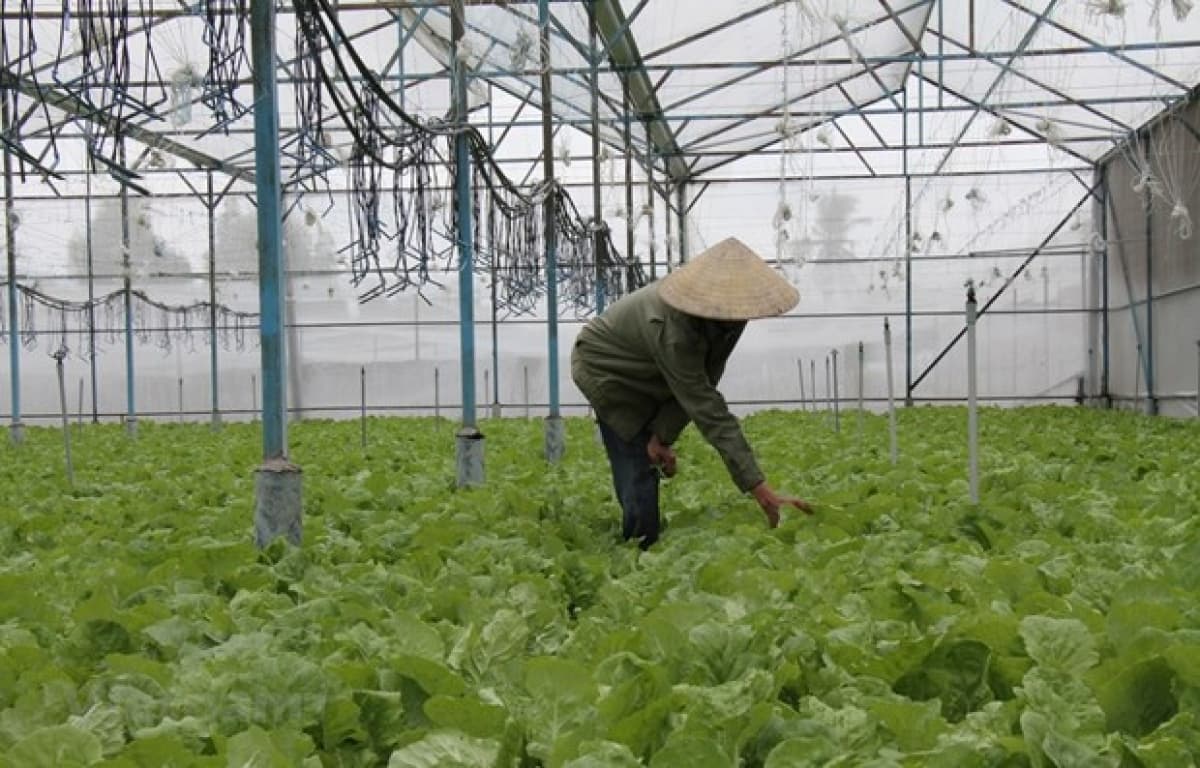 Dak Lak farmers to benefit from UN climate change response project