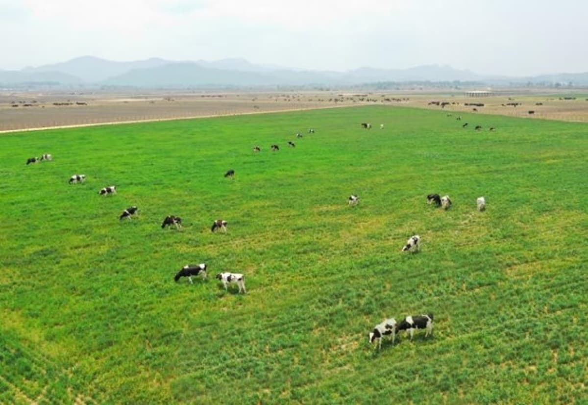 Vinamilk plans to import 1,200 milch cows from US in 2021