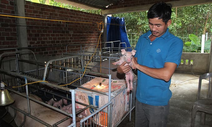 Vietnam may have African swine fever vaccine by 2021: agriculture minister