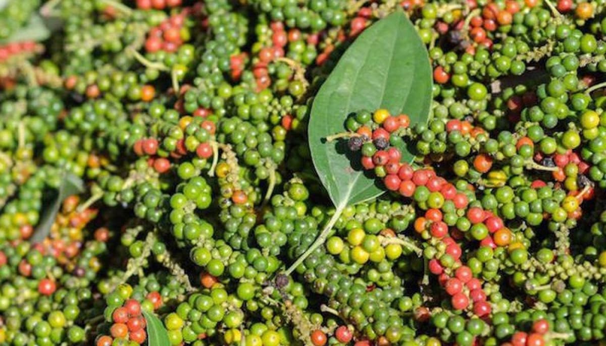 Netherlands increases imports of Vietnamese peppers and cashew nuts