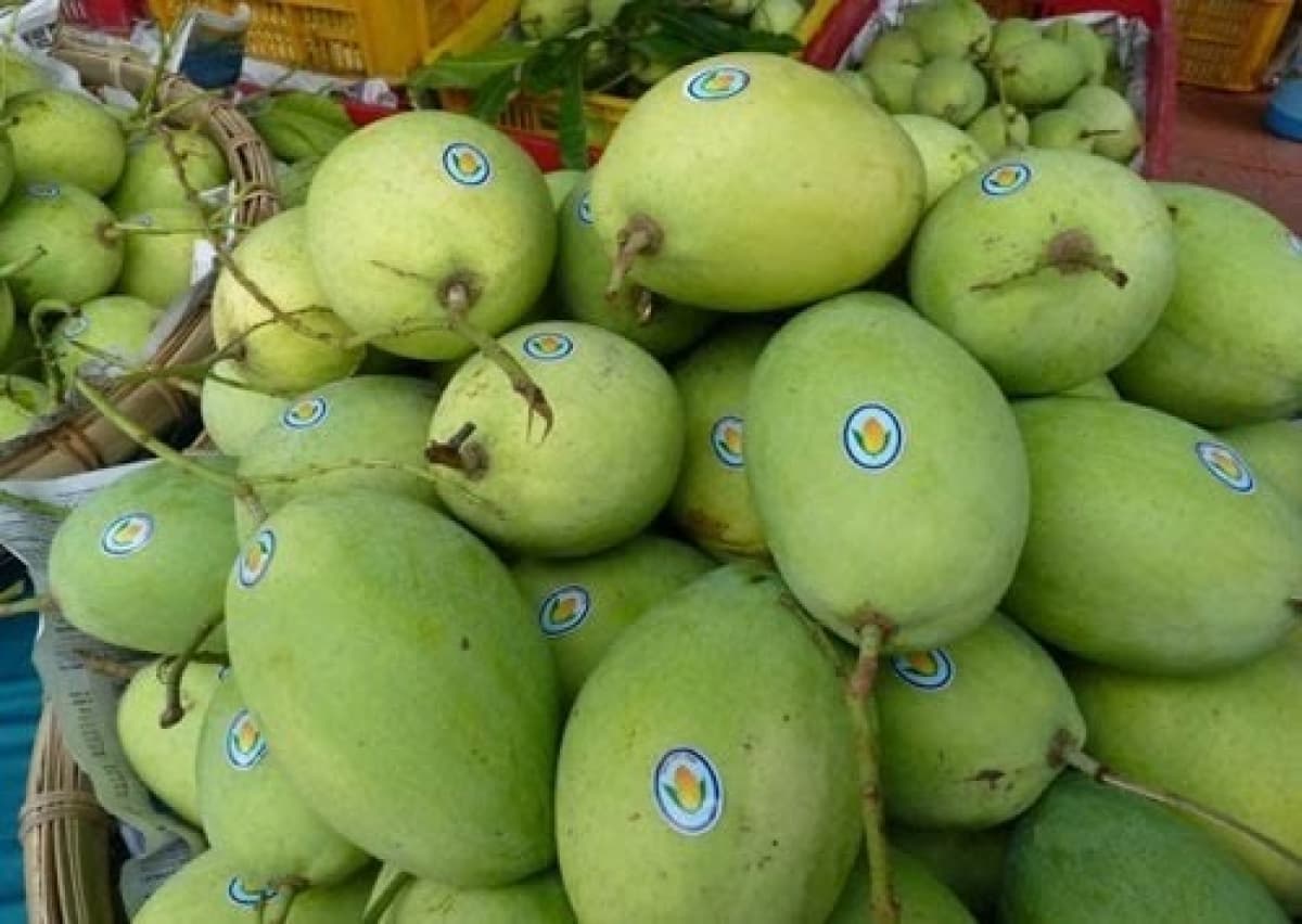 Export of Vietnamese mangoes to US on the rise