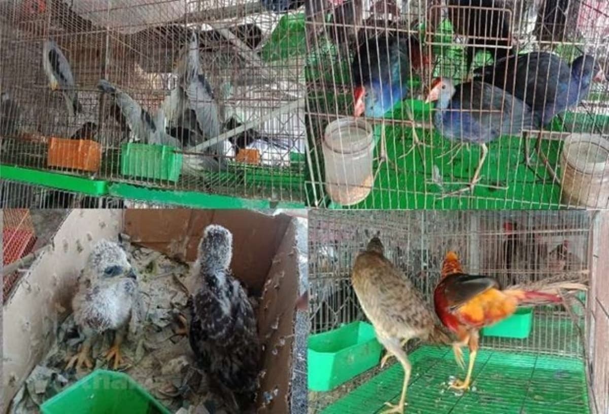 Webinar calls for better wildlife conservation, control of animal-to-human disease transmi