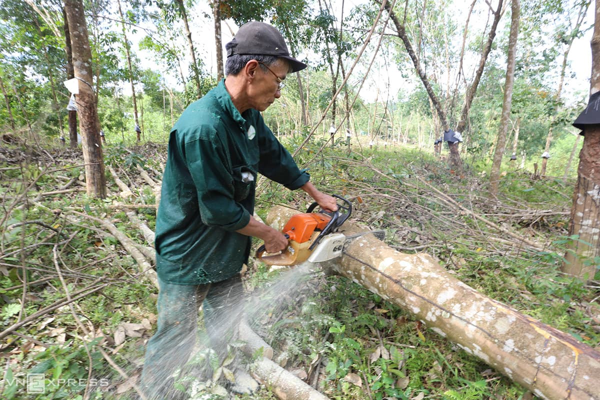 No love for latex producers as Storm Molave decimates rubber crops