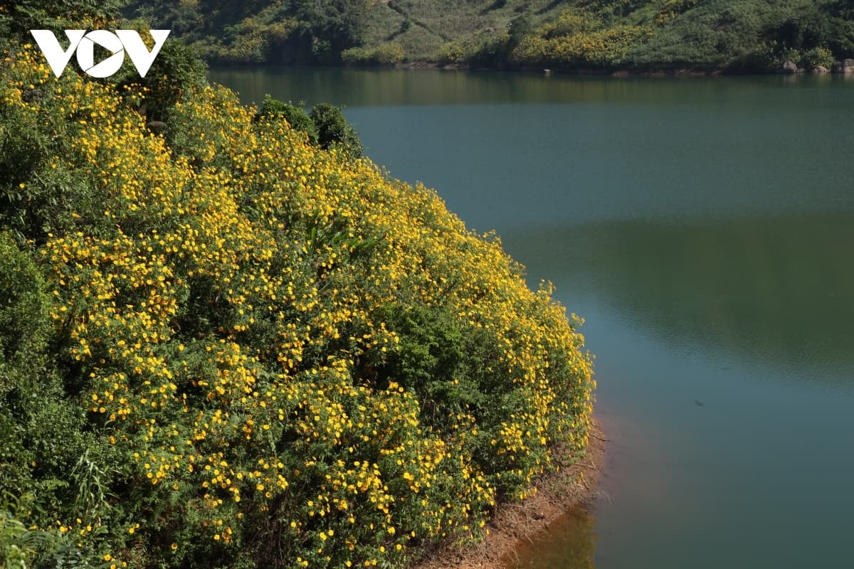 Wild sunflowers paint Dien Bien province bright yellow