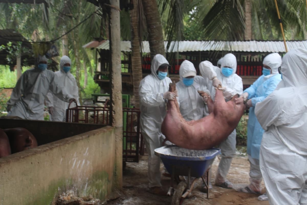 Ben Tre province hit with fresh outbreak of African swine fever