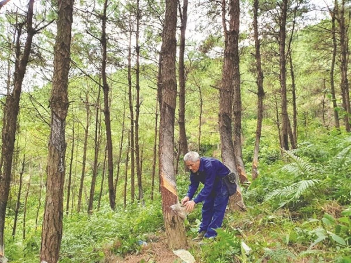 Rubber industry told to target sustainability