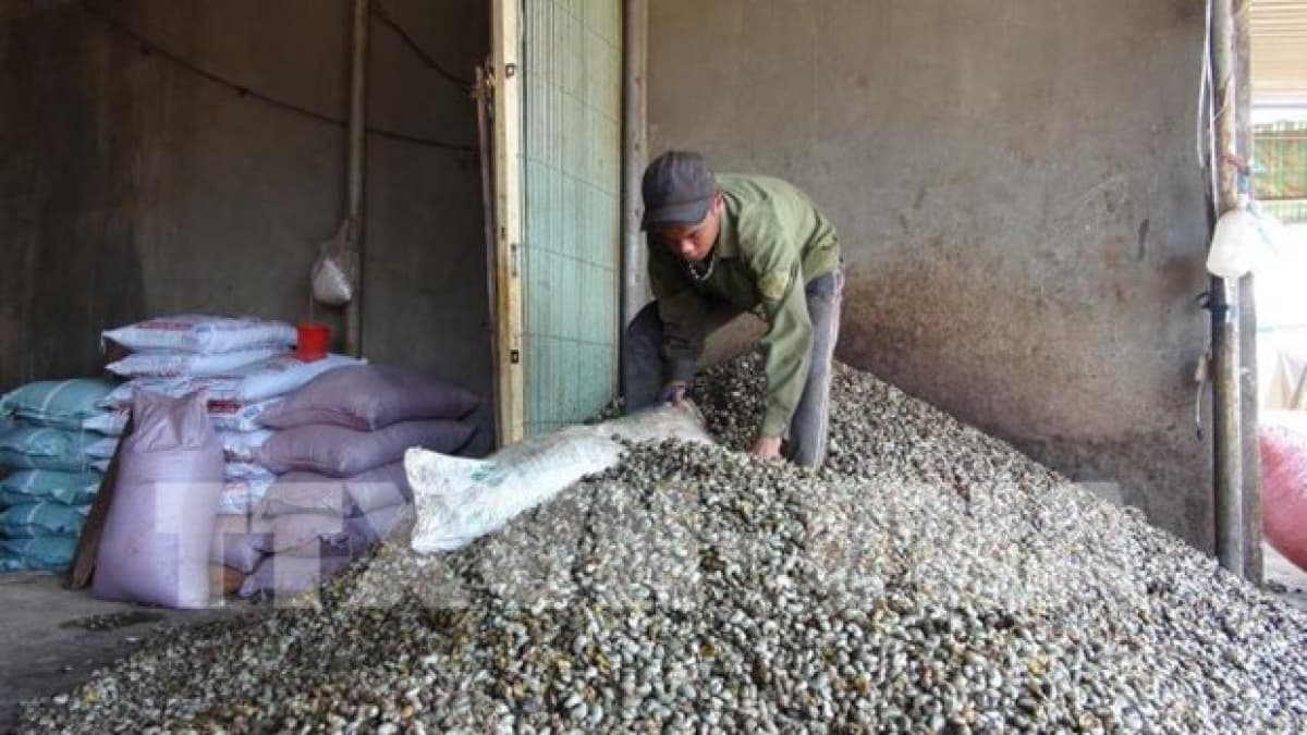 Dutch firm invests US$250 mln in cashew nut production in Binh Phuoc