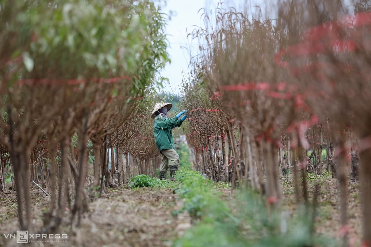Nhat Tan peach trees aflush with Tet fervor