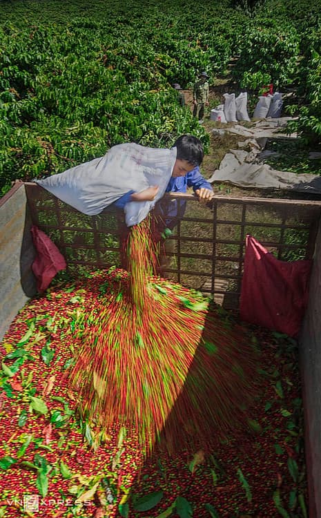Coffee hub Kon Tum at peak harvest season