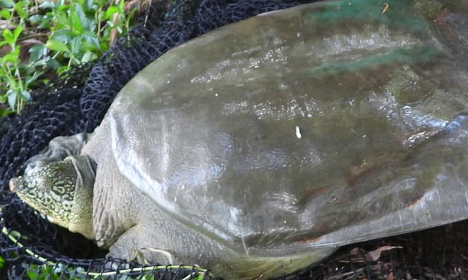 Descendants of Hoan Kiem turtle discovered in Hanoi