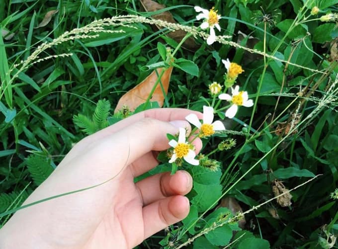 Wild black-jack flowers, an intriguing salad addition in Vietnam mountains