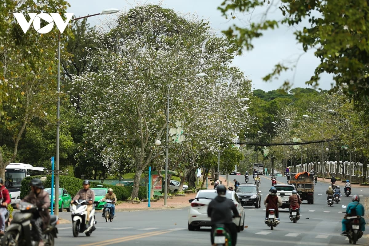 Hoa Ban blossoms serve to beautify streets of Da La