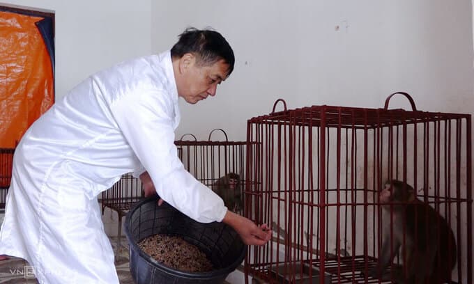 Monkeys given Covid-19 vaccine receive strict care