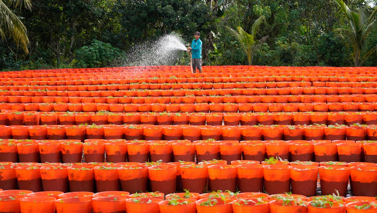 Mekong flower farmers lessen Tet yield, brace for pandemic slump