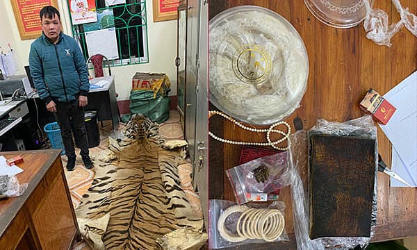 Man caught transporting tiger skin, ivory products