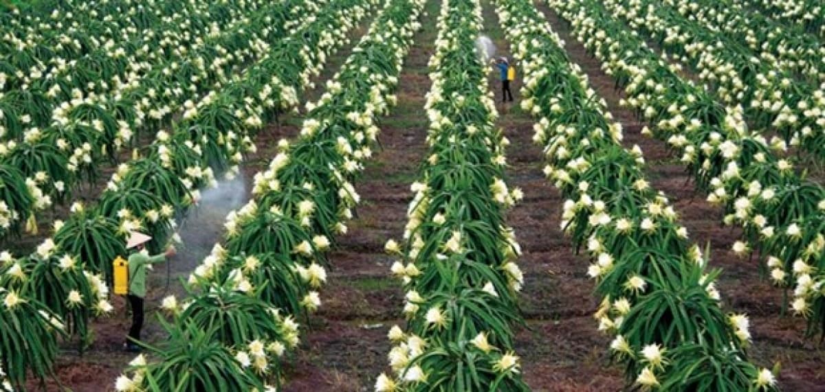Vietnamese dragon fruit needs to find new export markets: Experts