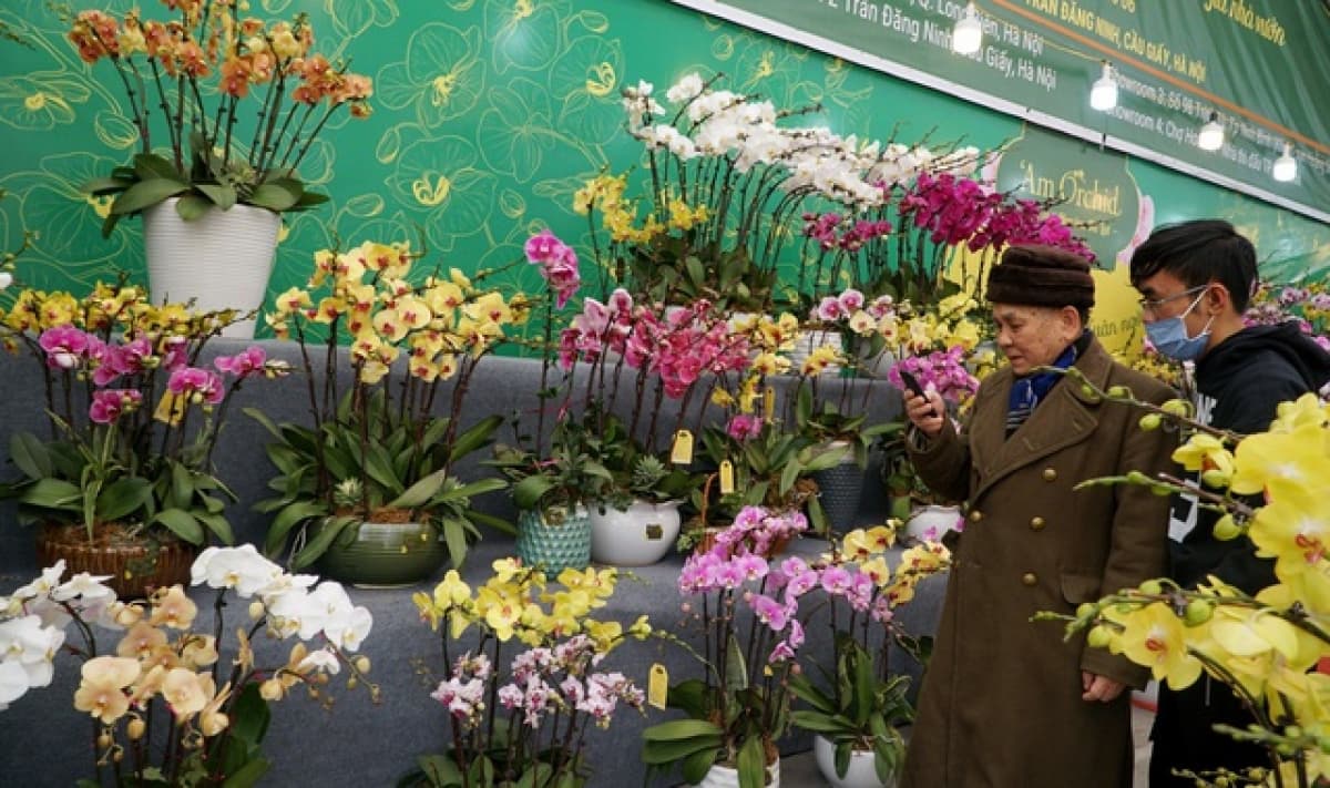 Orchid flowers lure customers ahead of Tet holiday