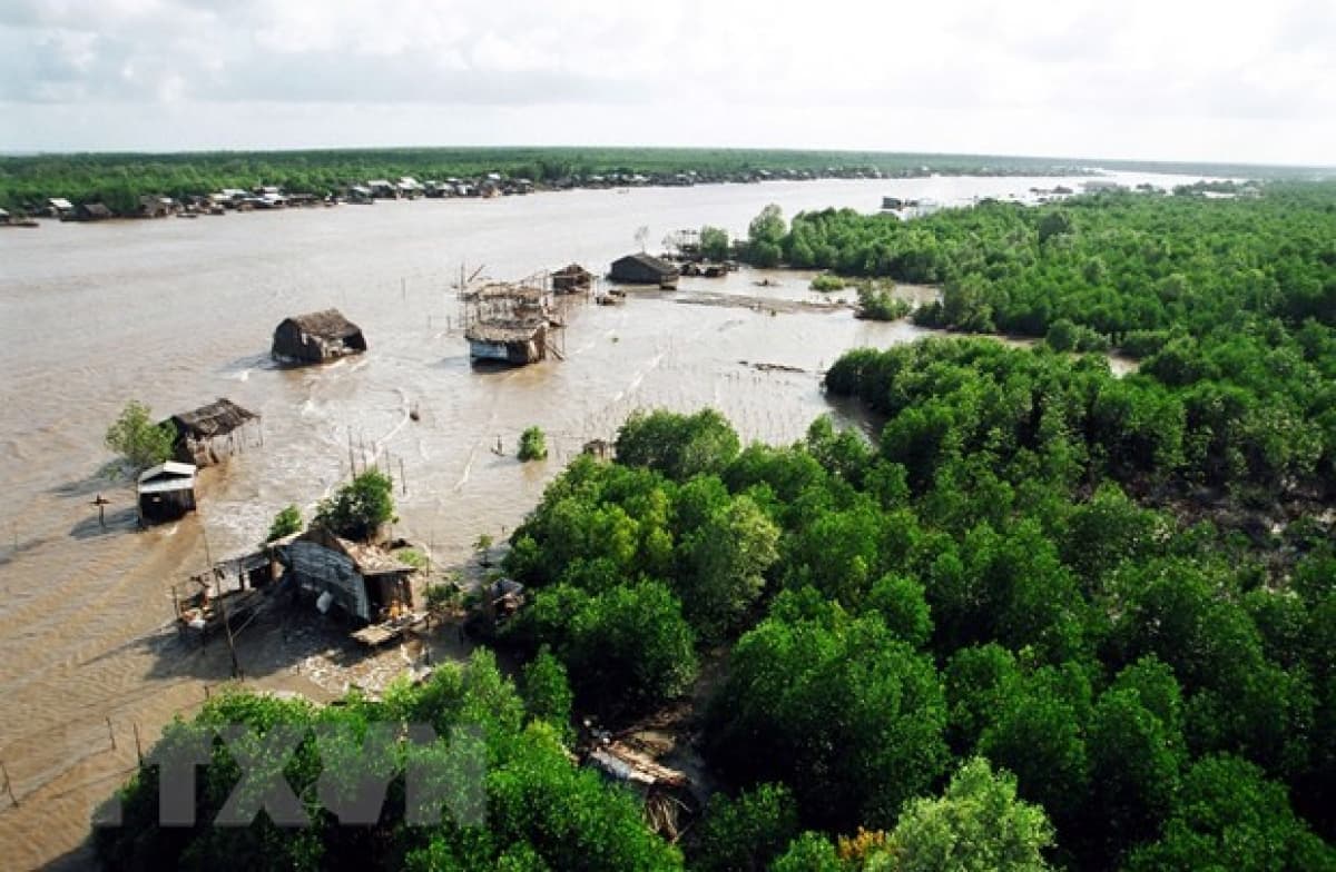 Environment monitoring project in mangroves launched in Ca Mau
