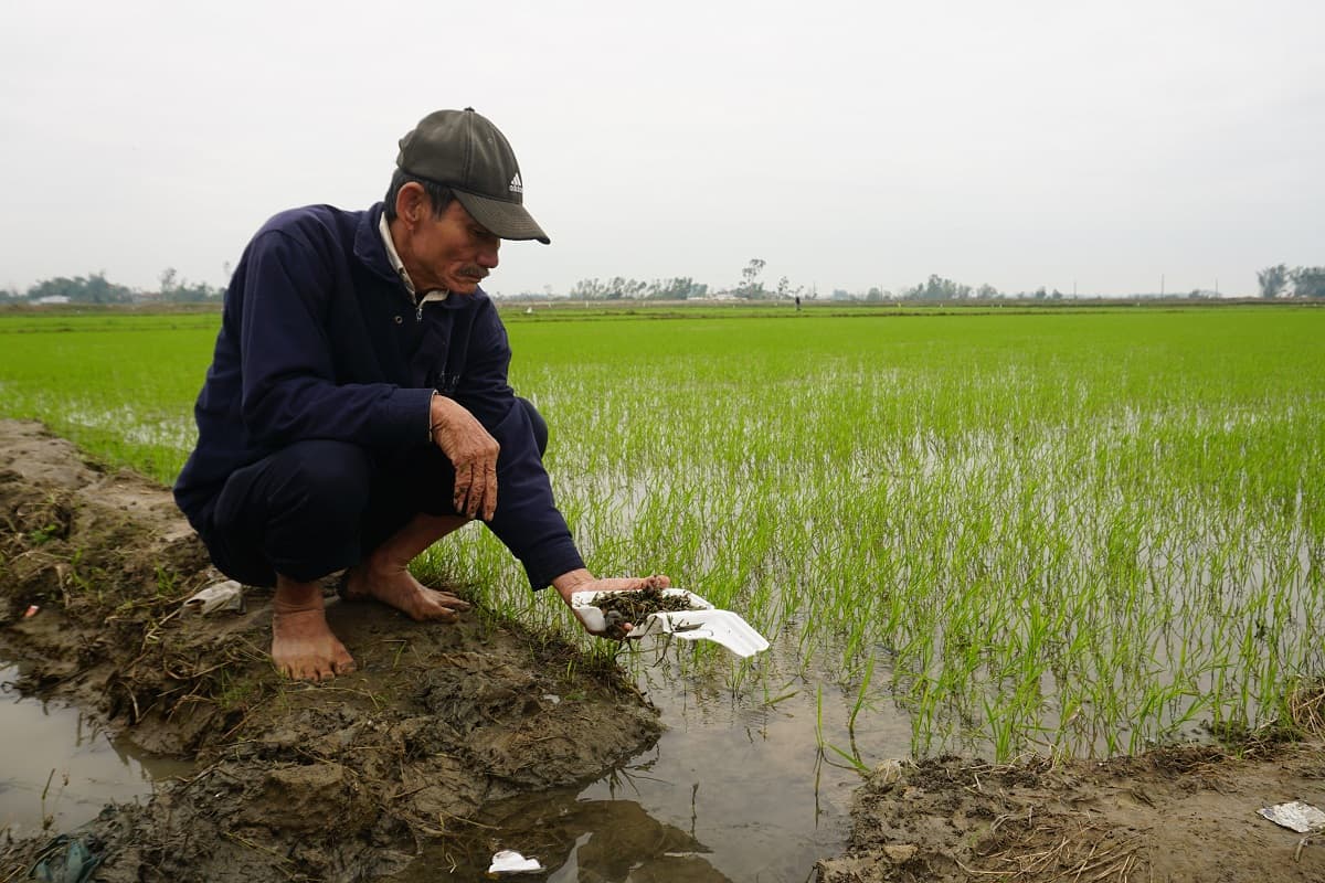Invasive snails immune to pesticides in central Vietnam