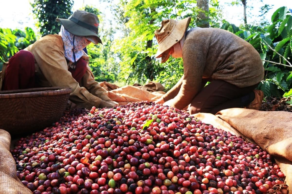 Poland increases imports of Vietnamese coffee
