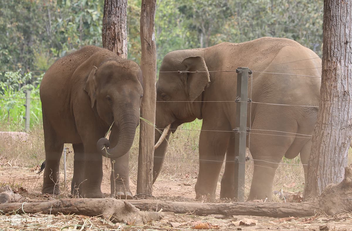 Tuskers saved from death convalesce in Central Highlands sanctuary