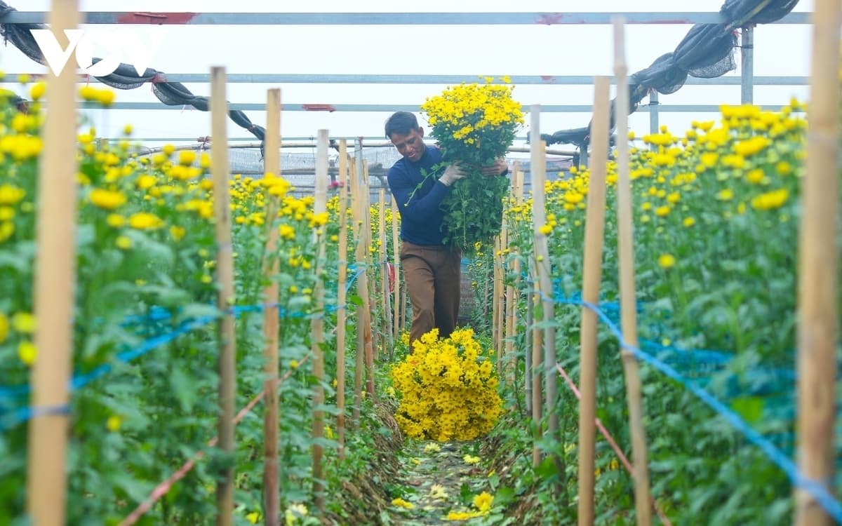 Hanoi flower growers cry out as Tet draws near
