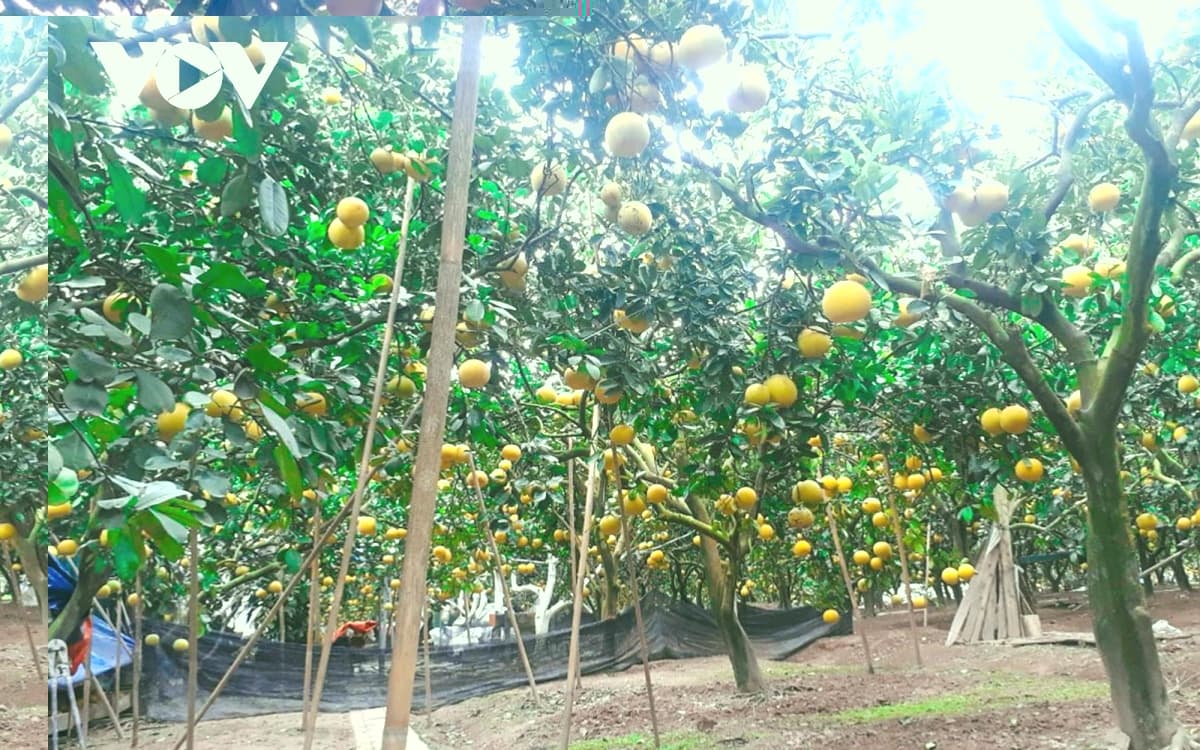 Dien pomelo among most meaningful Tet gifts