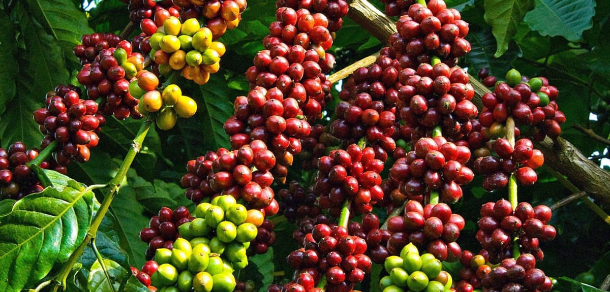 Vietnam sets sights on US$60 bln agro-forestry-fishery export target by 2030