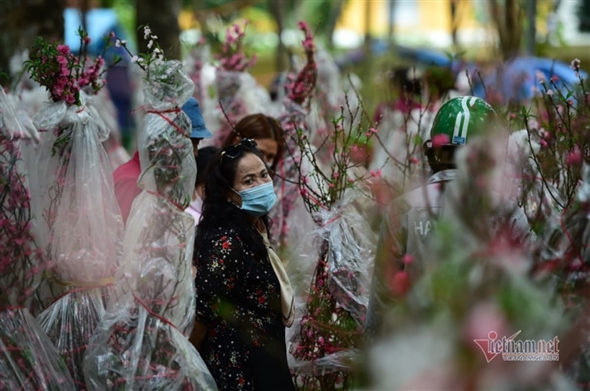 Peach blossom sellers in HCM City worry amid poor sales