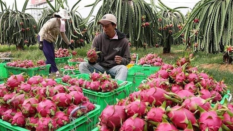 Fruit and vegetable exports have been in trouble since the beginning of the year