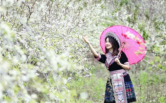 Dien Bien blanketed with white plum blossoms