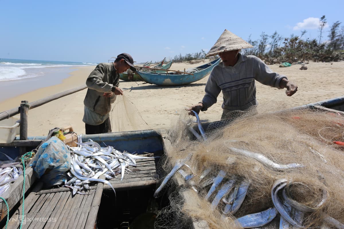 Central Vietnam commune enters beltfish season
