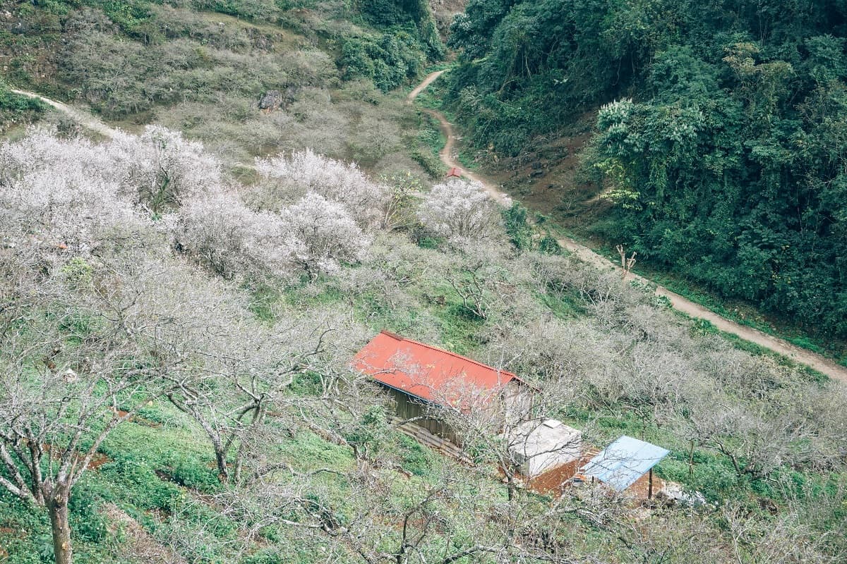 Experience seasonal rebirth as spring descends on Moc Chau valley
