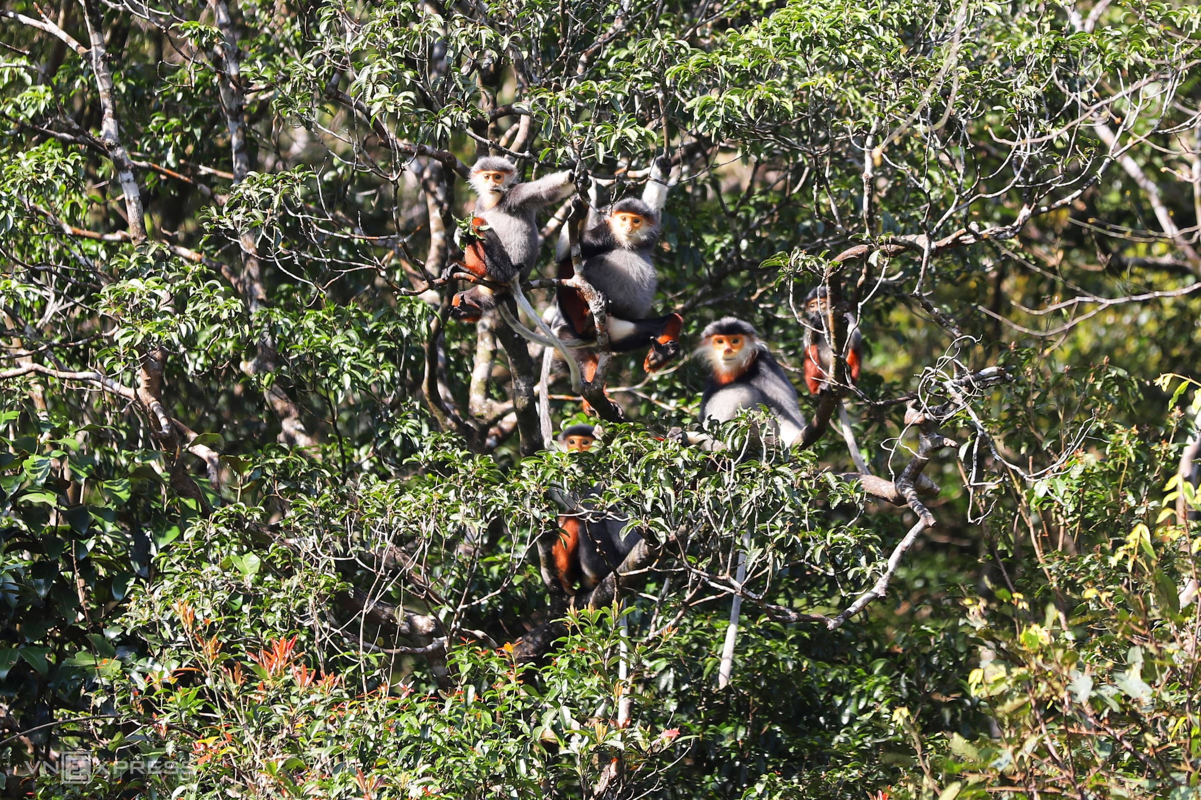 Endangered doucs enjoy idyllic lives thanks to Covid-19