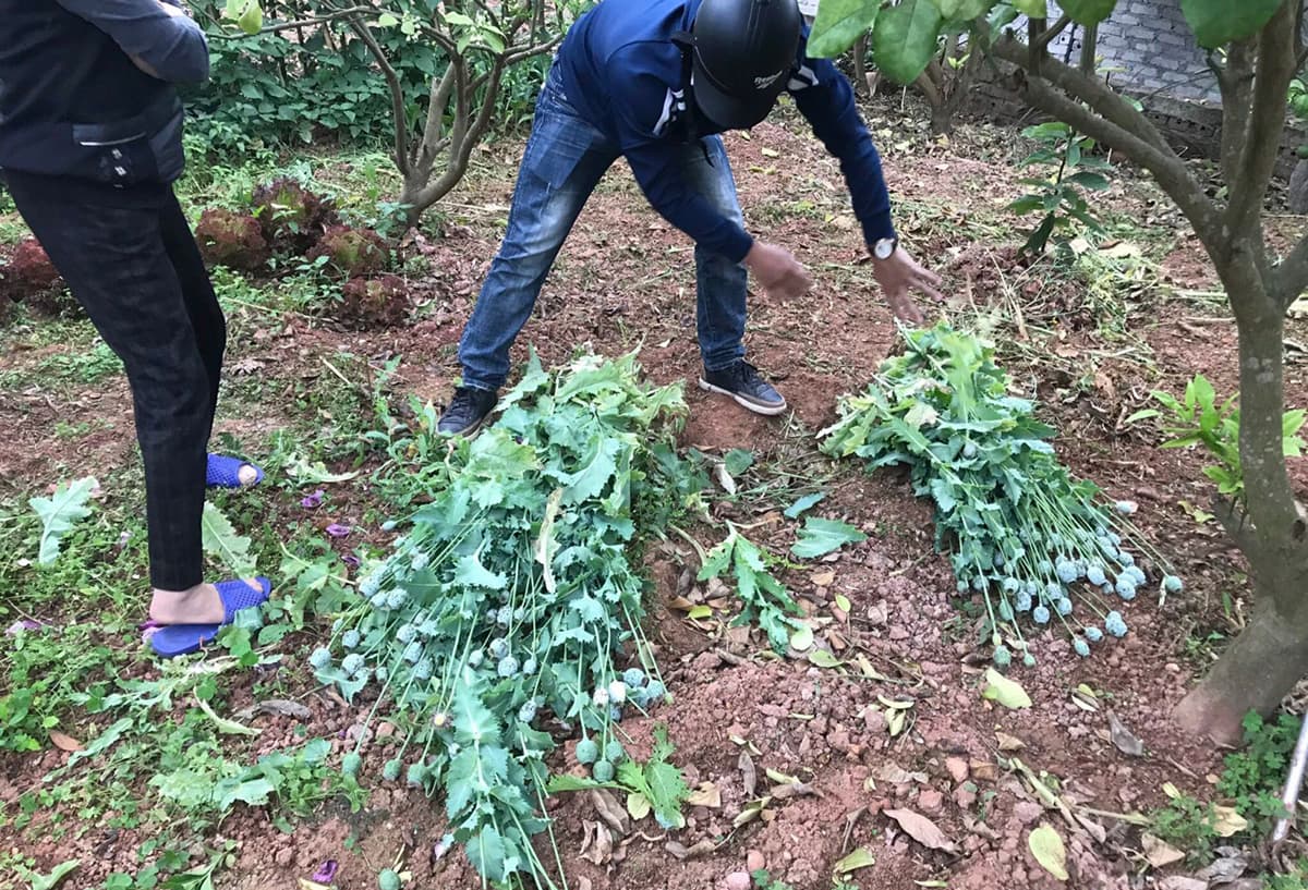Northern Vietnam households found growing cannabis as food