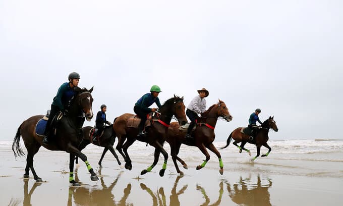 Imported thoroughbred horses to serve Ha Tinh tourism