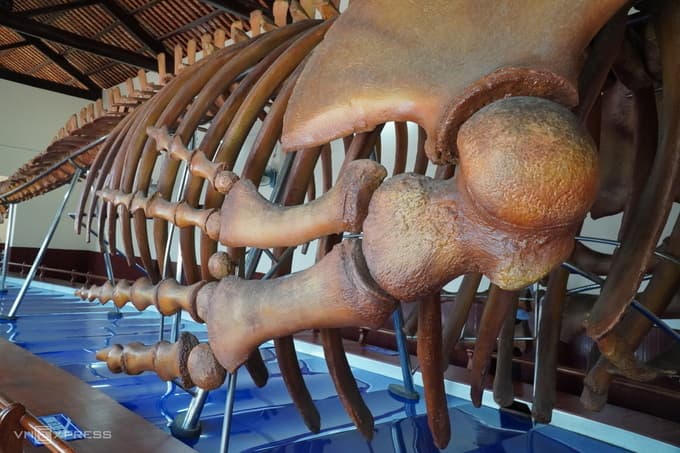 The largest whale skeleton in Vietnam