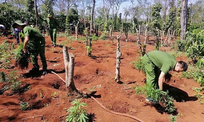 Illegal cannabis operation busted in Dak Lak