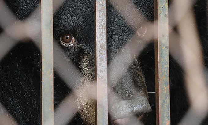 Wildlife conservation organization records most violations ever in 2020