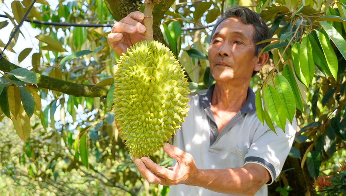 Mekong Delta braces for drought, salt intrusion
