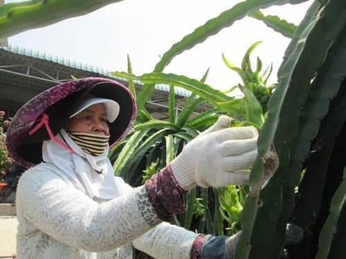 Agriculture, aquaculture firms focus on growing their own raw materials