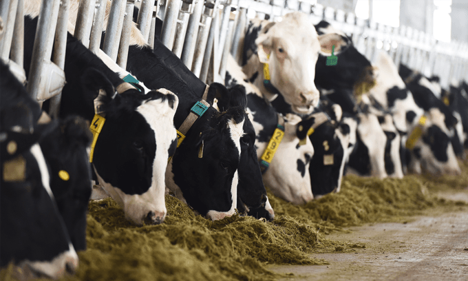 No more M&A deals for Vinamilk: chairwoman