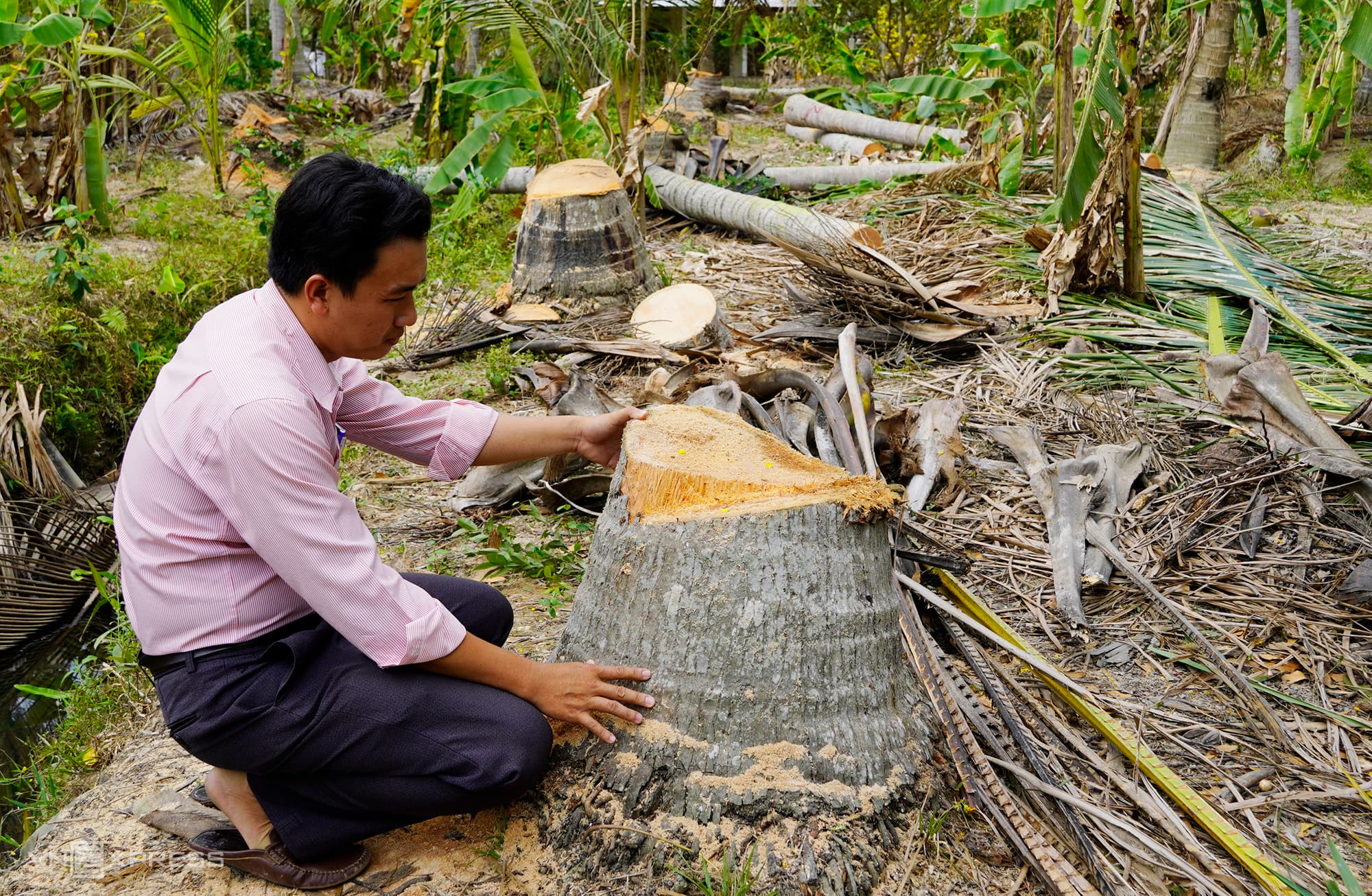 Mekong Delta coconut kingdom loses crops to invasive caterpillar